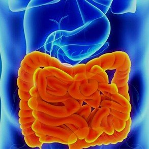 Intestino - SII, Doença de Crohn e Retocolite